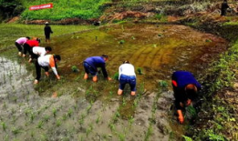 插秧视频,插秧视频中的农耕之美